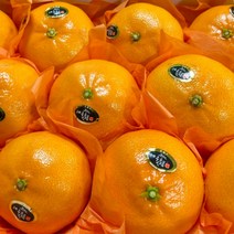 [주부의 선택] 제주 고당도 천혜향 최고급 명절 선물세트, 5.가정용 10KG / 혼합과 / 40과수 내외