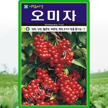 오미자 씨앗 오미자 나무 씨 종자 100립, 단품