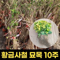 황금사철 묘목 10주묶음 황금사철나무 담장 조경 울타리 봄꽃 여름꽃, 1개
