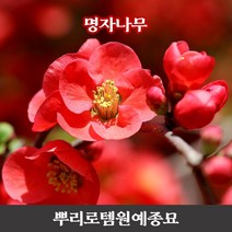 뿌리로템원예종묘_명자나무 흑광 삽목2년 / 명자 흑광 키60cm묘목, 흑광 키60~80cm 5개, 1개