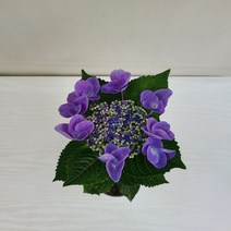 별수국 보라 실내공기정화식물 반려식물 플랜테리어 온누리꽃농원