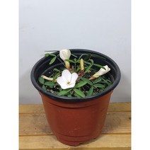 [나랑너랑꽃]옥살리스 - 파달리스 (파달리스 사랑초)