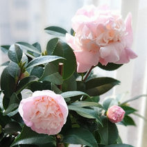 청년나무마켓 동백나무 서향동백 겹동백꽃 노지월동 인테리어, 02. 서향동백 대, 1개