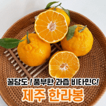 제슐랭 제주 제주도 한라봉 당일수확 2kg 3kg 5kg 10kg 택배 설날 설 선물세트, 선물용, 3kg 대과(06-09과 내외)