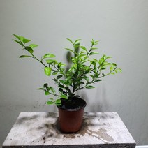 [나인에잇틴]레몬나무 과실수 소품 야생화 노지월동, 1개