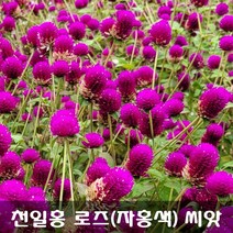 [해피플라워] 천일홍 로즈(자홍색) 씨앗 1000립 / 봄 파종 꽃씨