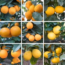 신품종/한라봉/레드향/감귤나무/레몬/금귤묘목, 나무선택_2년생 윈터프린스(신품종)