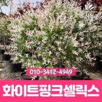 화이트핑크셀릭스/삽목1년/포트묘/10주묶음/버드나무/무늬/삼색/버들/나무/묘목/도시농부