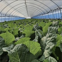 유기농 케일 신선초 주스용 즙용 1kg 2kg 무농약 채소 농장 녹즙, 신선초 7kg