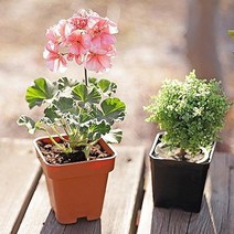 실내정원용품 다육이키우기 미니화분 인테리어식물, 정사각폿트 10SET
