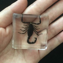 곤충모형 곤충피규어 곤충세트박제 수집 생물 교육 전갈 나비 곤충 표본, 08 Dark Scorpion
