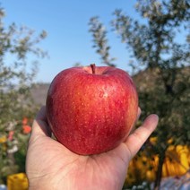 사과 안동사과 햇 부사 흠집 5KG, 1.부사정품5kg, 소과20과
