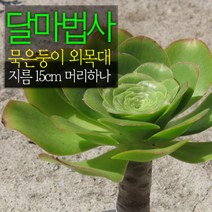 달마법사 (묵은둥이 외목대) 지름 15cm 중품다육화분, 2개