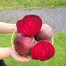 [띠앗농장]햇비트 제주 비트 레드비트 5kg/10kg, 햇비트 5kg(9-13개)