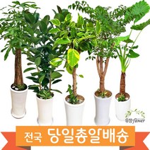 개업 축하 화분 대형 전국 당일배송, 02. 뱅갈고무나무