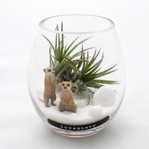 물방울 속 동물정원 테라리움 DIY KIT, 표범, Tillandsia type