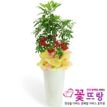 가성비 좋은 화분전국꽃배달서비스 중 알뜰하게 구매할 수 있는 추천 상품