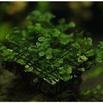 [활착/음성수초] 365수족관 민물 미역모스 1판, 1개