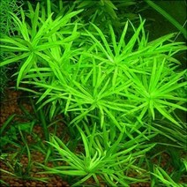 헤테란테라 3촉, 1개