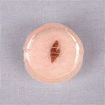 (사이언샵)호박 화석 만들기(10명세트), 상세설명참조