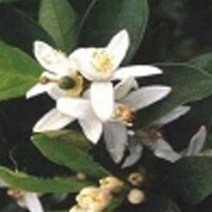 [엔피솝] 비누재료 화장품재료 플로럴워터 9종 비누재료 화장품재료, 네놀리워터 100ml