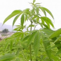 [허니솝] 천연 베이스오일(캐리어오일) 버터 비누만들기재료 화장품만들기재료, C31. 햄프시드오일 50ml