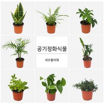 네오플라워 공기정화식물 꽃화분 허브, H39.세이지