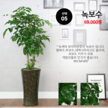 하트앤플라워 49 000원, 5_녹보수, 1개