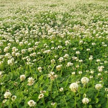 지엘파크 화이트크로바씨(토끼풀씨)1kg-약40평분량 경사지 법면 산사태방지 녹화용