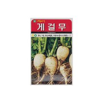 게걸무씨앗 300립