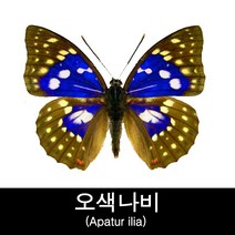 오색나비표본/Apatur ilia