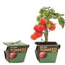 에코팟_방울토마토 식물키우기 화분 정원, 본상품선택, 상세페이지 참조