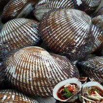 [산지직송] 벌교 여수 피꼬막 5kg (kg당 17~20입), 1box