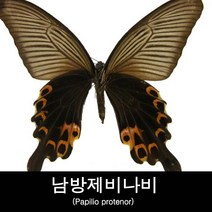 나비표본/남방제비나비표본/Papilio protenor