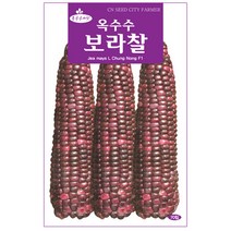 자소엽 씨앗 1000립 / 자소엽씨앗 자소엽씨 차조기 약재, 19_보라찰옥수수(70립)
