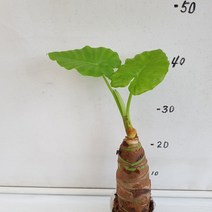 온누리농원 알로카시아, 1개