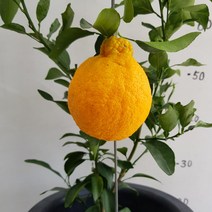 온누리농원 한라봉, 1개