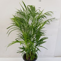 온누리농원 아레카야자 아래카야자( 대형 ) 전체크기 130cm, 1개