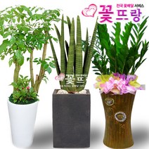꽃뜨랑 공기정화식물, C14 뱅갈고무나무, 1