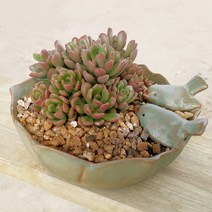 새모양 다육 화분