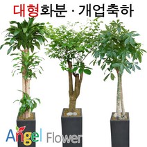 엔젤플라워 초특가 특대형화분 대박나무 행운목 전국당일꽃배달, A28 떡갈나무, 1개