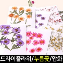 [아트랄라]자연의선물/누름꽃/드라이플라워/꾸미기재료/말린꽃, 마가렛 퍼플