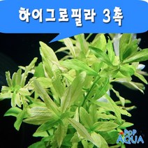 팝아쿠아 하이그로필라 (3촉) /후경수초, 1세트