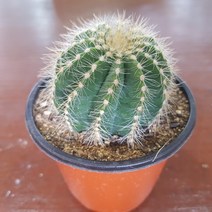 인커피식물카페 마구니 선인장 공기정화식물 전자파차단식물 포트
