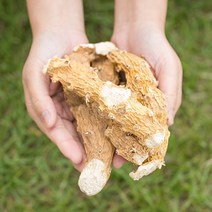파워푸드 국산 단풍마(통) 400g 건조 말린 약초 약재 국내산 차 한방, 12SI_국산단풍마(통) 200gX2