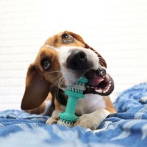 강아지 덴탈본 치석제거 장난감 애견 테이스티본, 1개