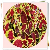 코레우스 6포트 초화