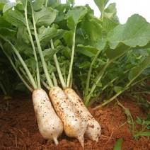 고창황토밭 아삭아삭 알타리 총각무 알타리무 베타후레쉬 미니배추 천수 무 지호네농장, 1box, 알타리무우_14kg내외(6단정도)