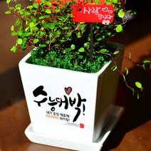 미나의정원 수능대박 응원 메세지화분, 01 수능대박