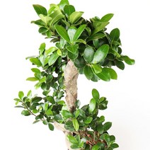 갑조네 가지마루펜다 공기정화식물, 1개